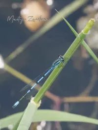 Azuurwaterjuffer [Coenagrion puella]